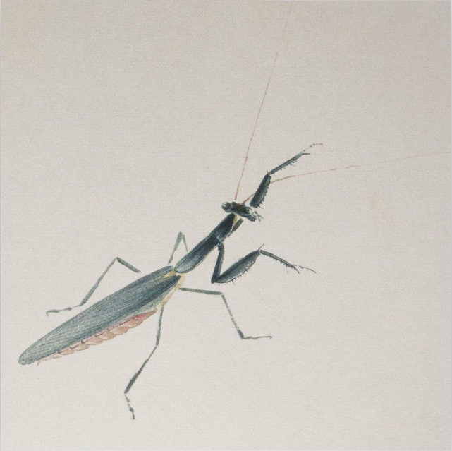 齊白石 螳螂