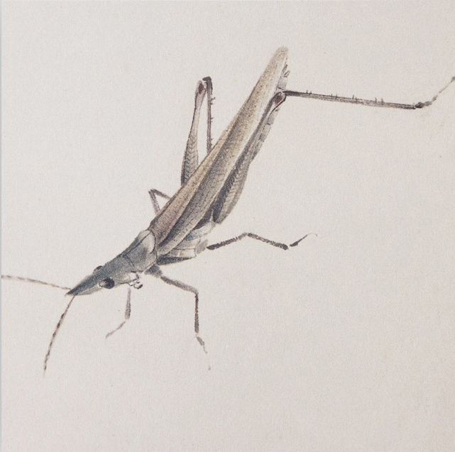 齊白石 螞蚱