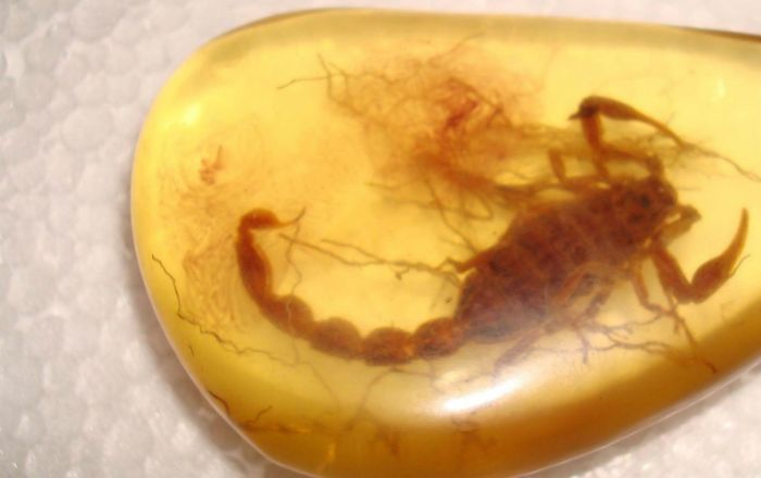 分清琥珀產(chǎn)地 讓收藏更有價(jià)值