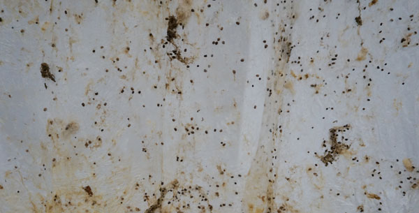 三又三分之一:尚揚×梁紹基×徐冰”展