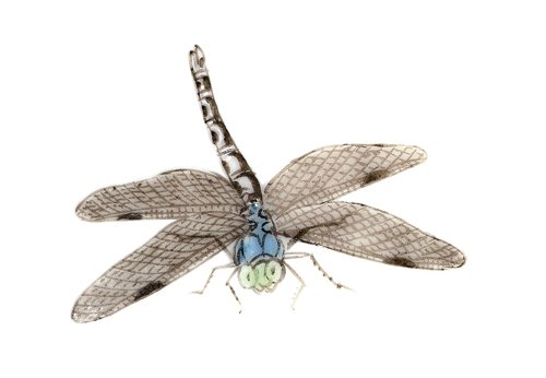 中國嘉德2017春拍精品預覽,巧繪珍窯若寫生——記清乾隆粉彩過枝芙蓉花蜻蜓