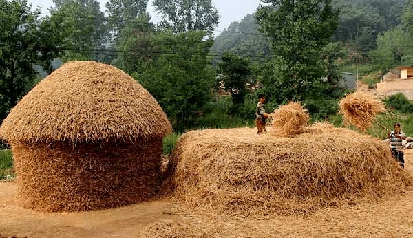 徐悲鴻農(nóng)獲1949年初夏